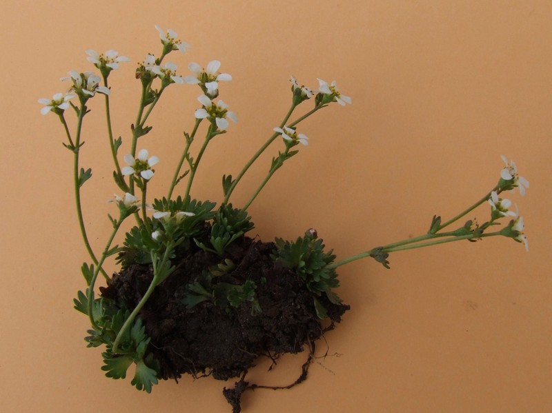 Wedgeleaf Saxifrage photo 2
