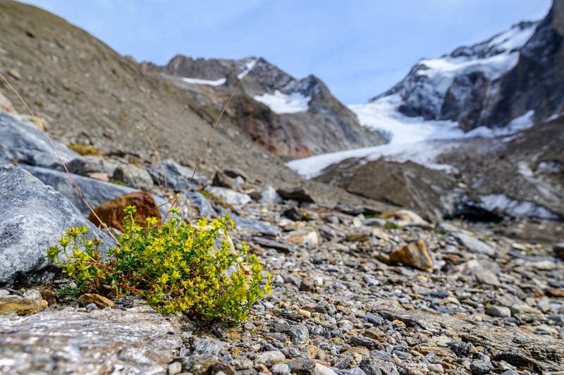 Yellow Mountain Saxifrage photo 5