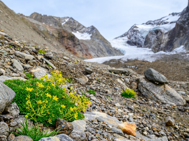 Yellow Mountain Saxifrage photo 6