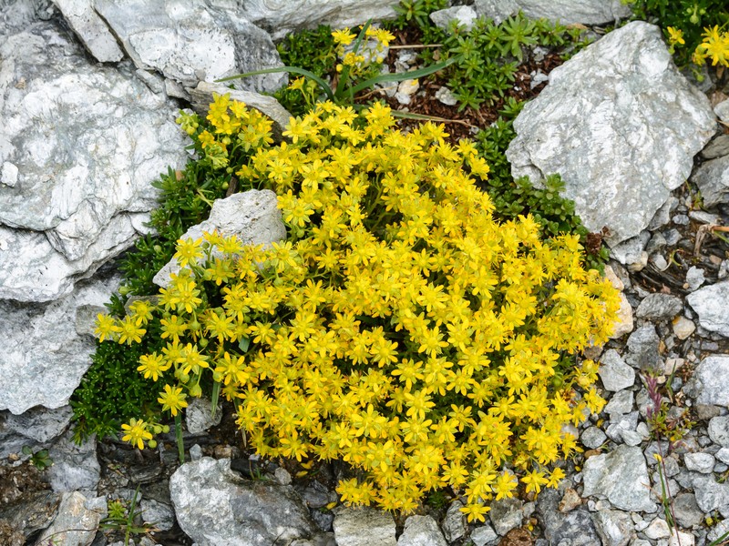 Yellow Mountain Saxifrage photo 3