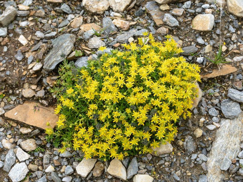 Yellow Mountain Saxifrage photo 4