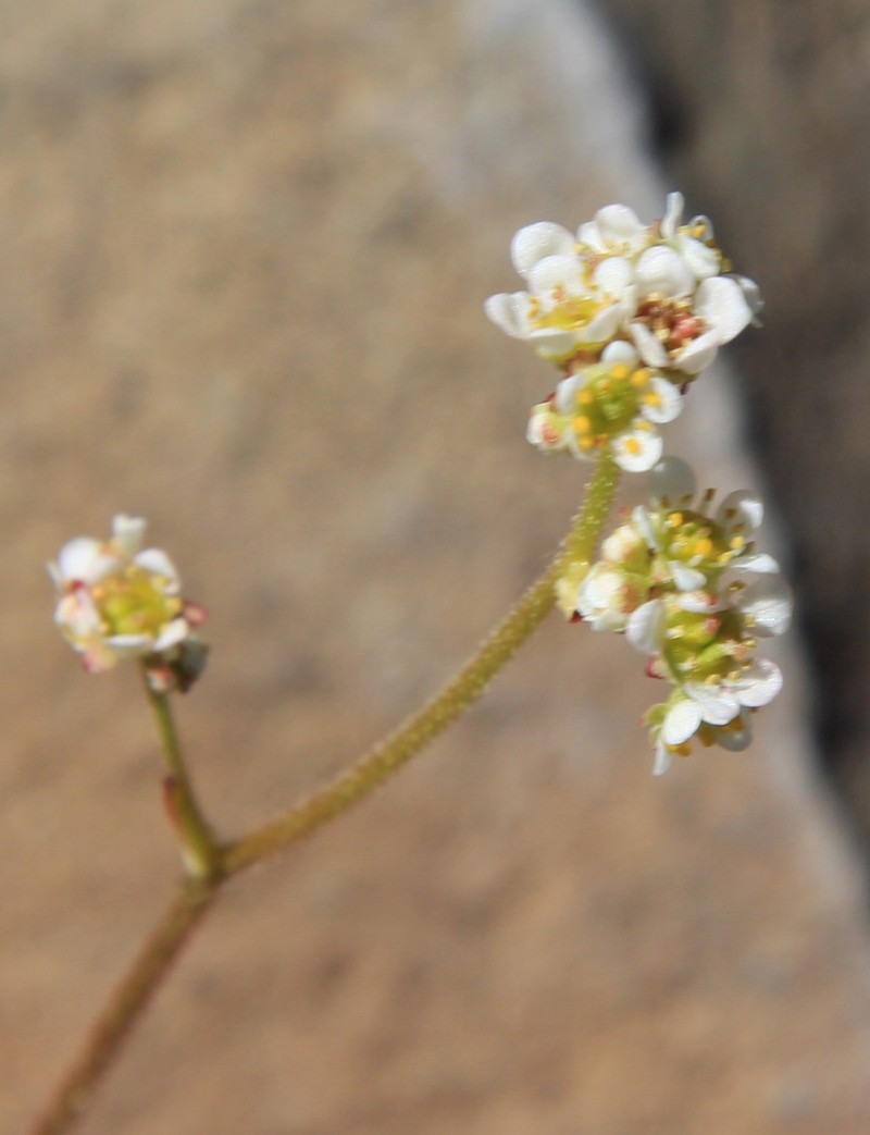 Sierra Saxifrage photo 2