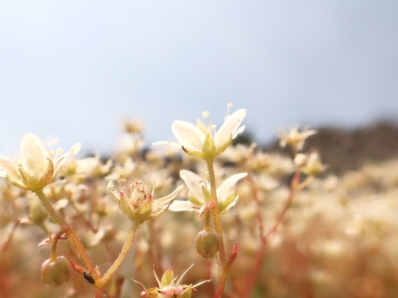 Yellowdot Saxifrage photo 4