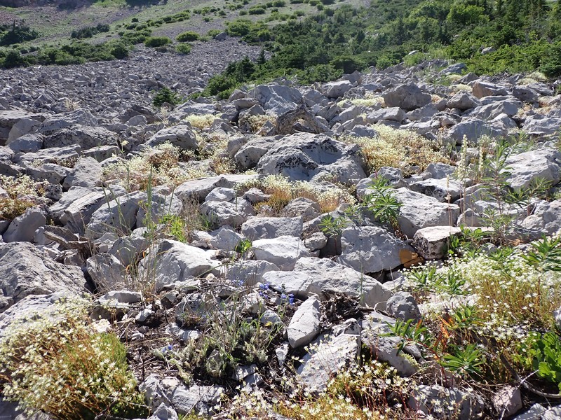 Yellowdot Saxifrage photo 5