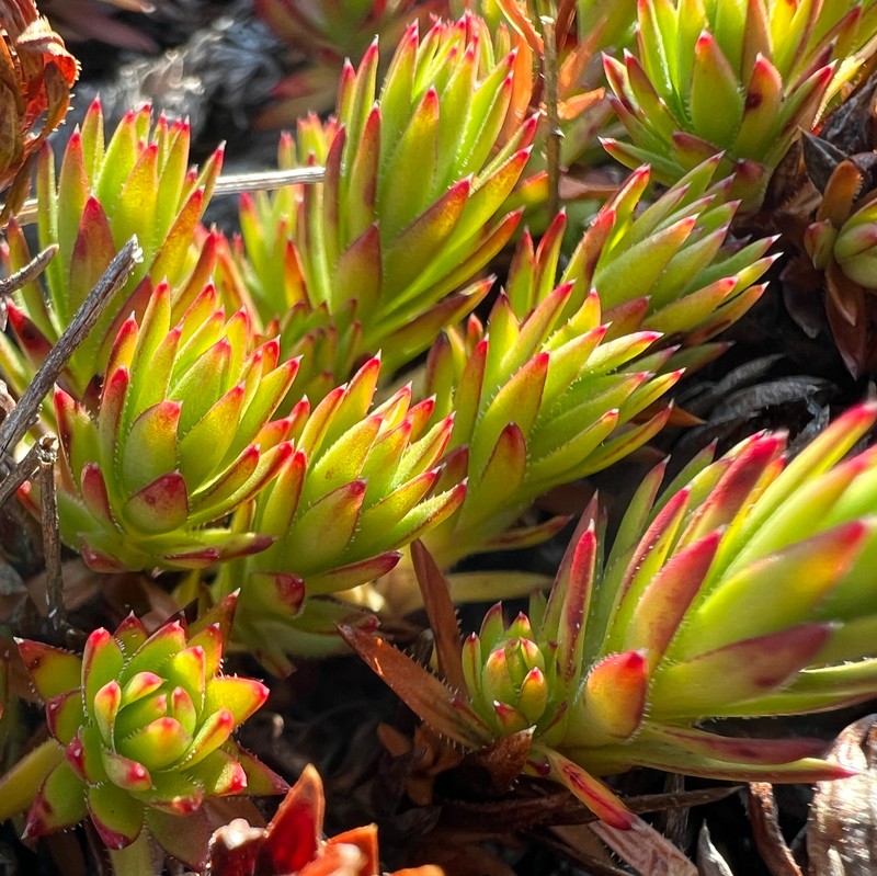 Yellowdot Saxifrage photo 2