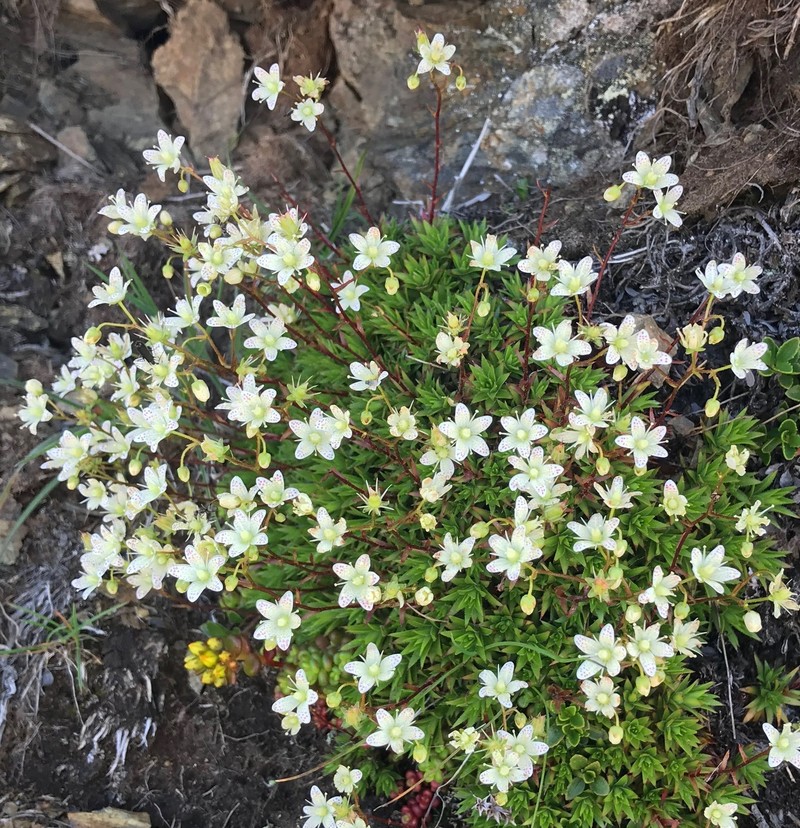 Yellowdot Saxifrage