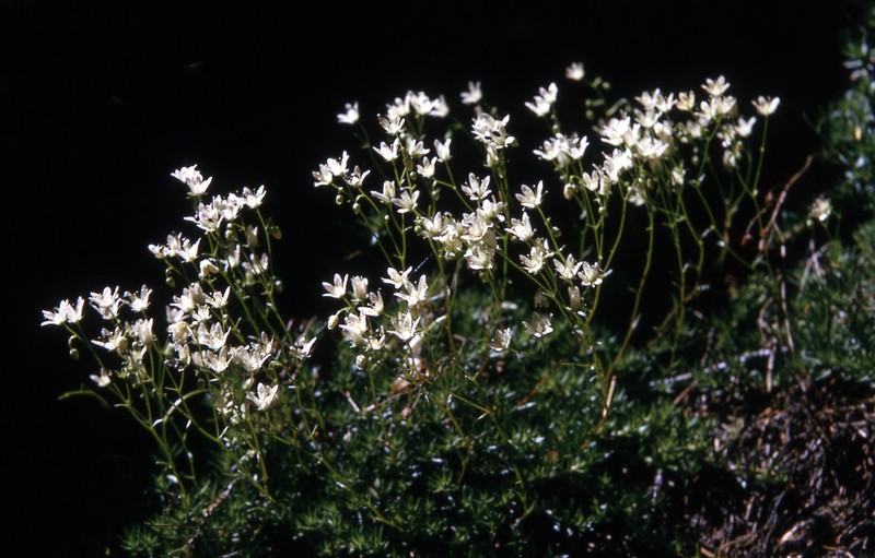Yellowdot Saxifrage photo 3