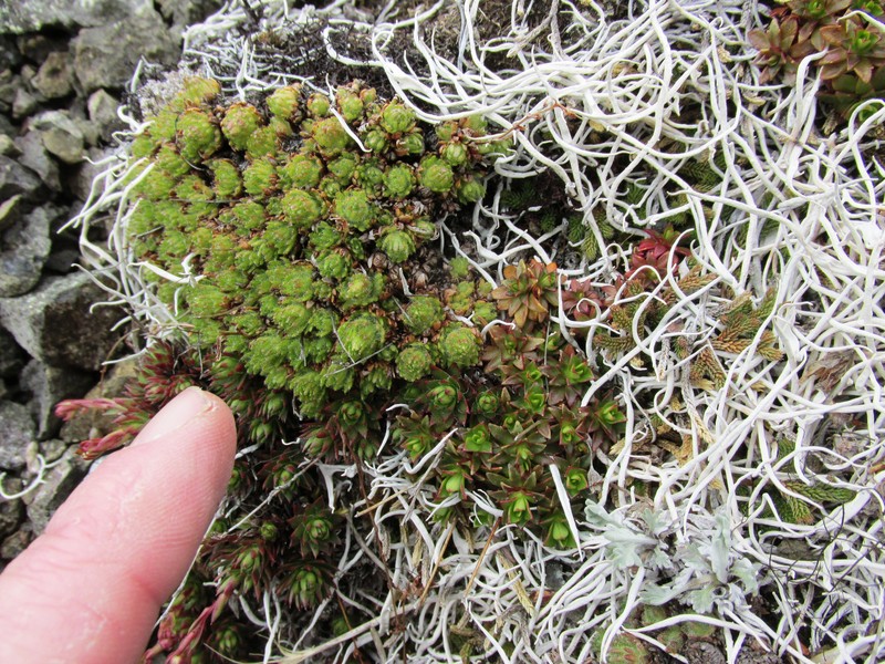 Tufted Alpine Saxifrage photo 3
