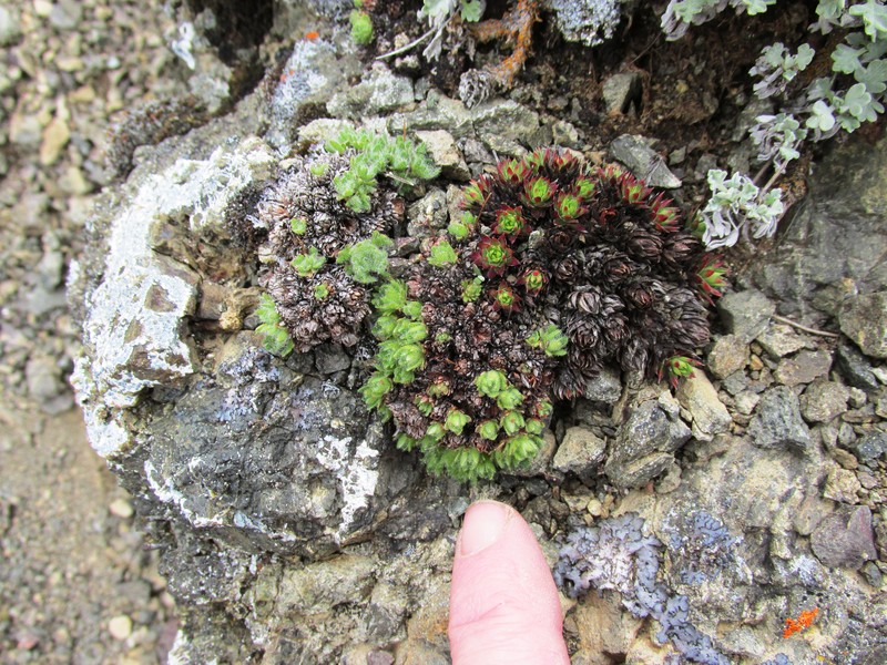 Tufted Alpine Saxifrage photo 4
