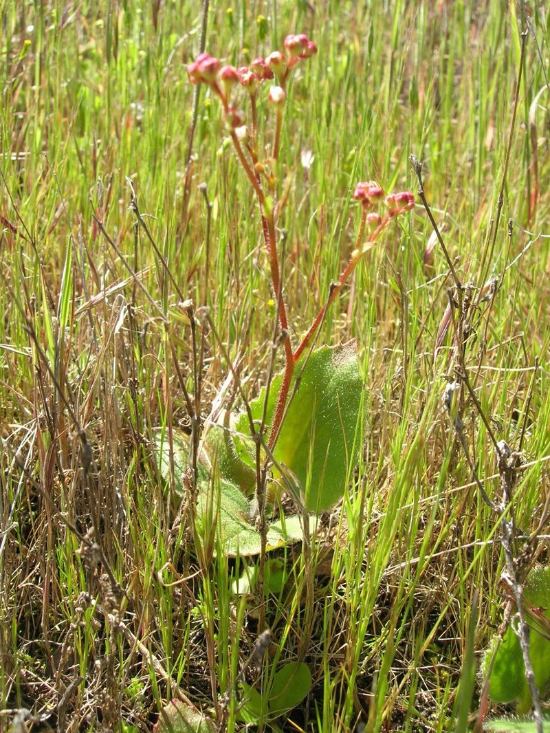 California Saxifrage photo 2