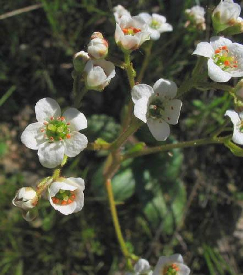 California Saxifrage photo 3