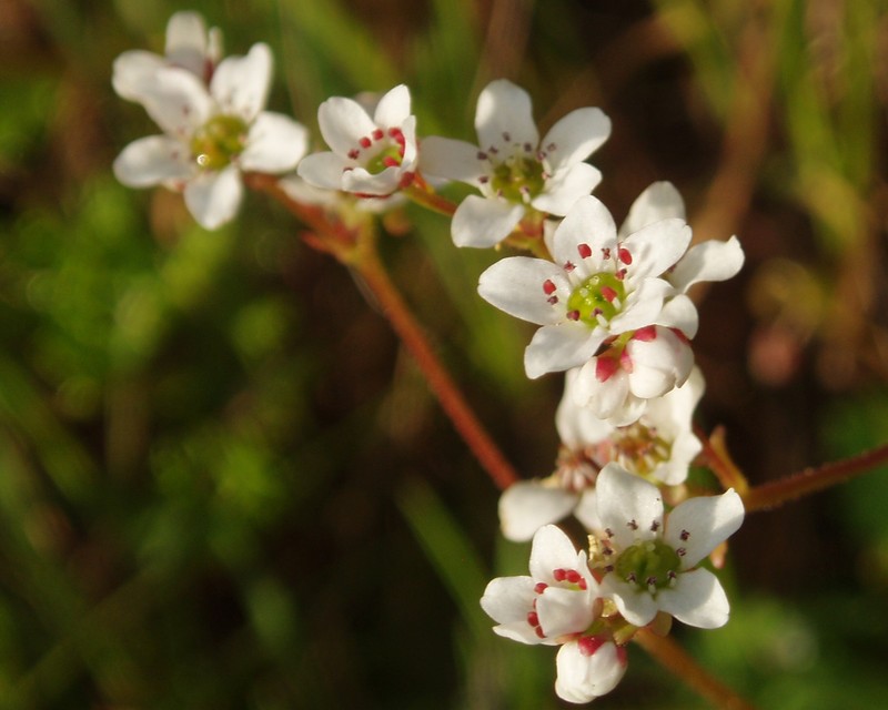 California Saxifrage