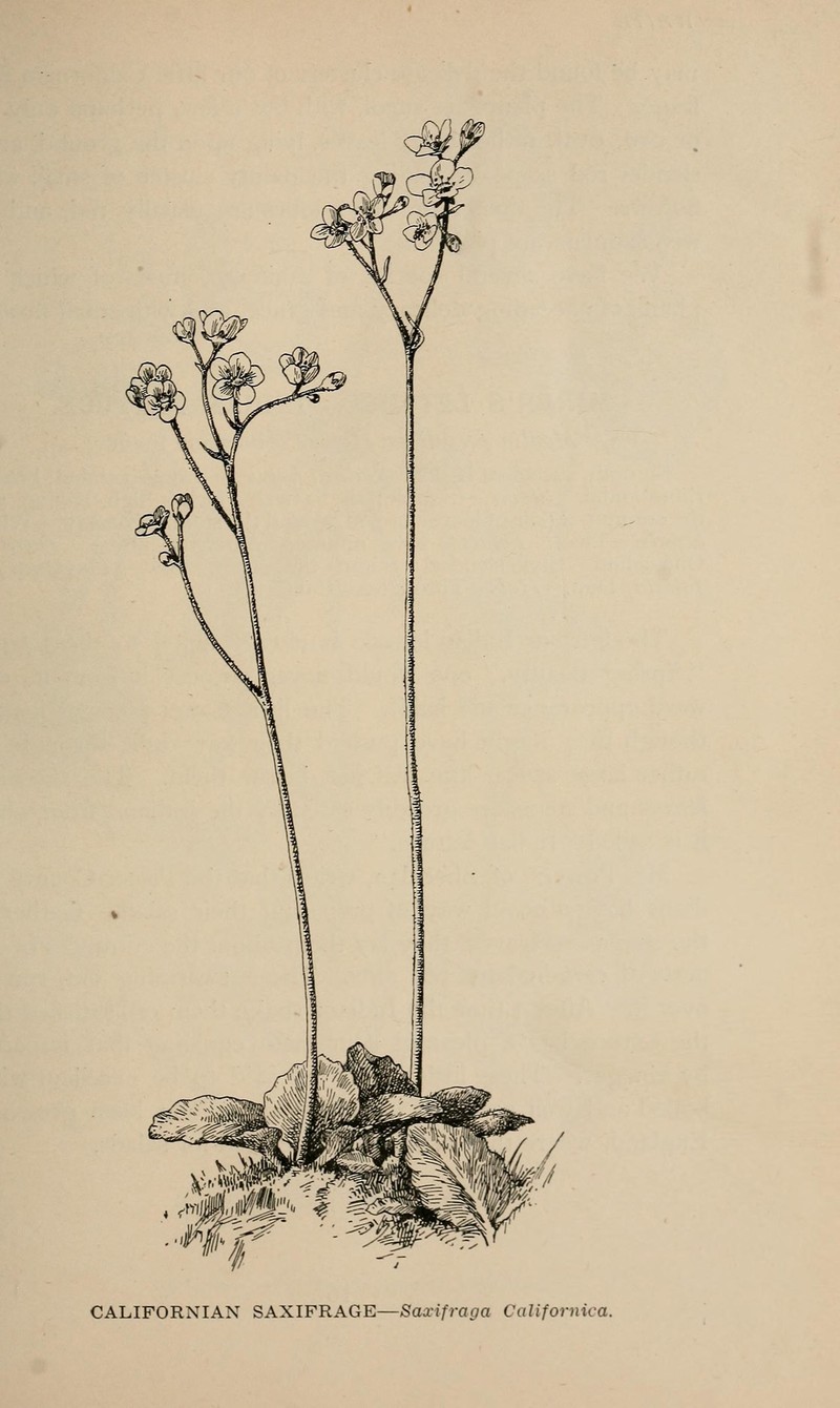 California Saxifrage photo 4