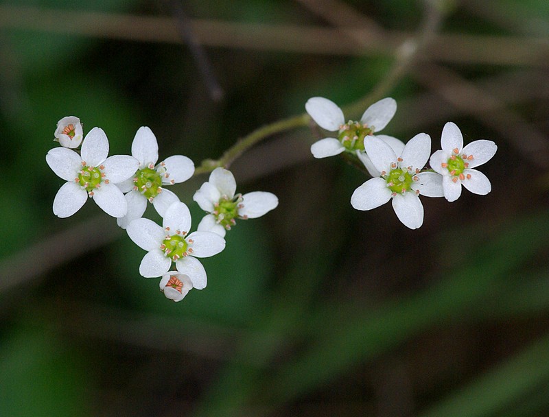 California Saxifrage photo 5