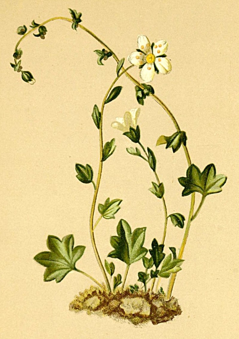 Nodding Saxifrage photo 2