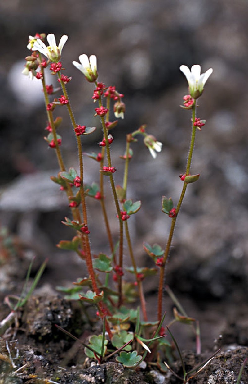 Nodding Saxifrage