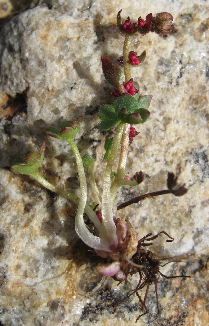 Nodding Saxifrage photo 3