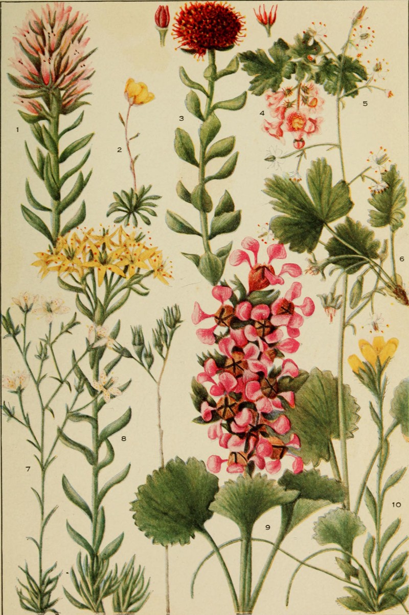Goldbloom Saxifrage photo 3