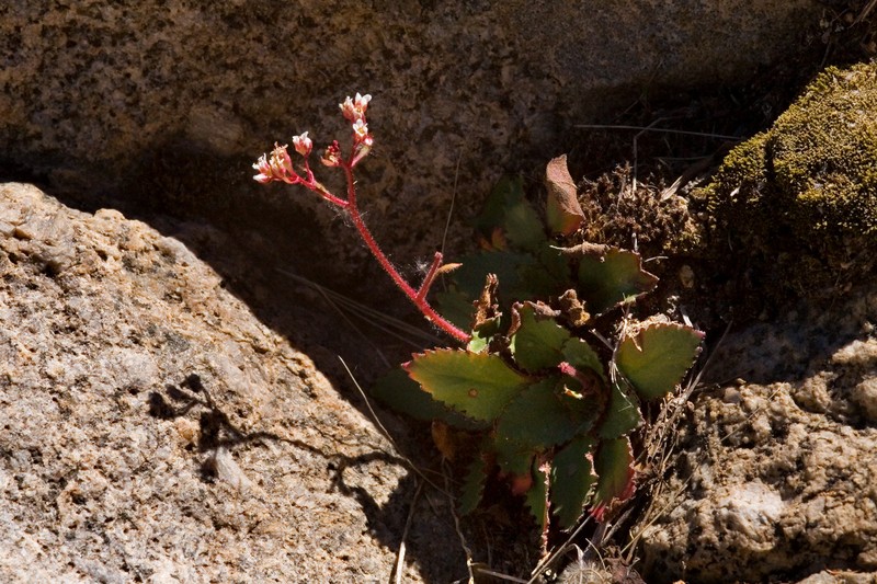 Redfuzz Saxifrage photo 2