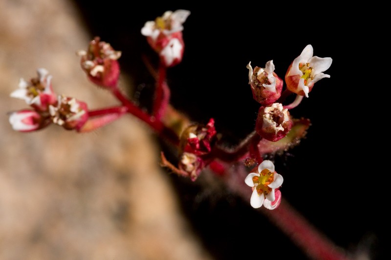 Redfuzz Saxifrage
