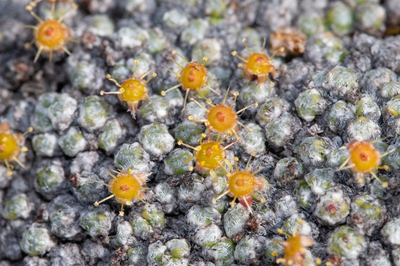 Ciliate Saxifrage photo 3
