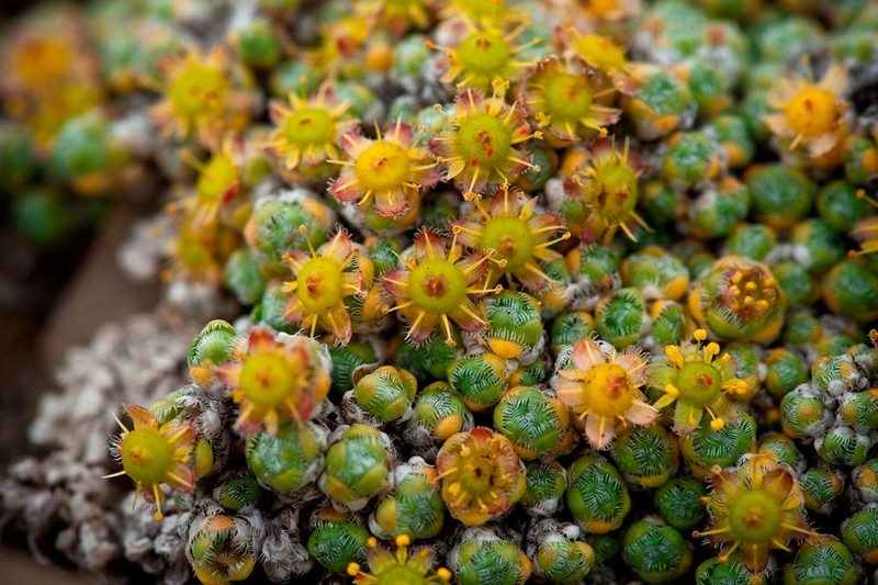 Ciliate Saxifrage photo 4