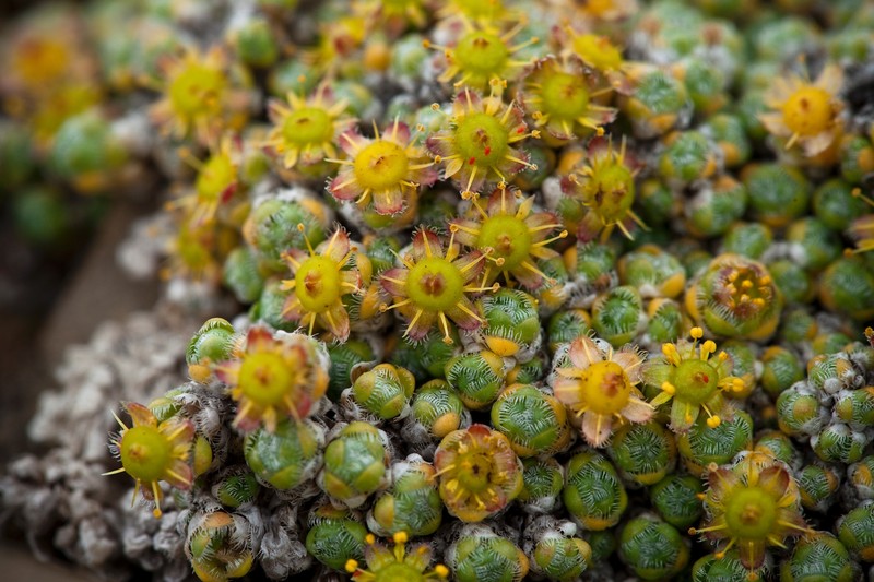 Ciliate Saxifrage photo 2