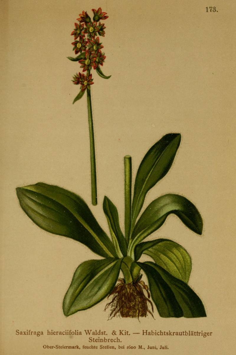 Stiffstem Saxifrage photo 3