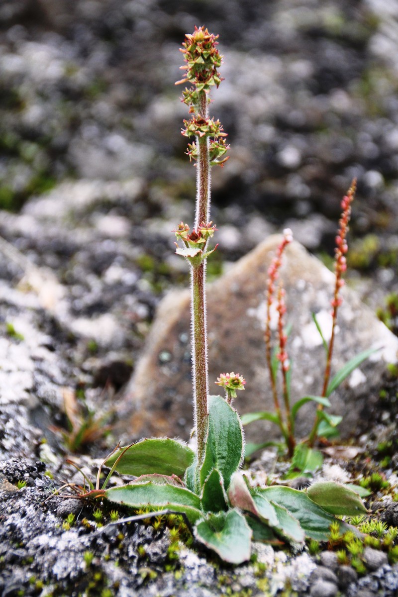 Stiffstem Saxifrage photo 6