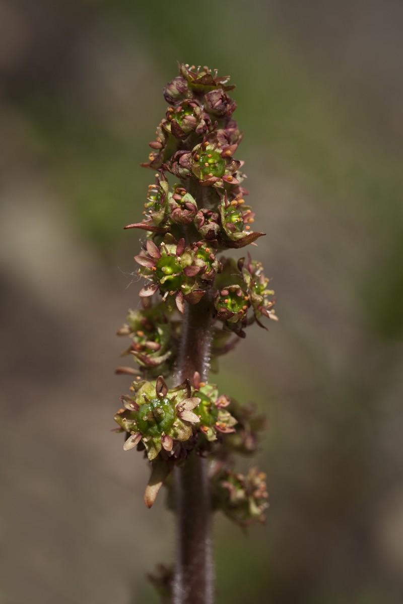 Stiffstem Saxifrage photo 4