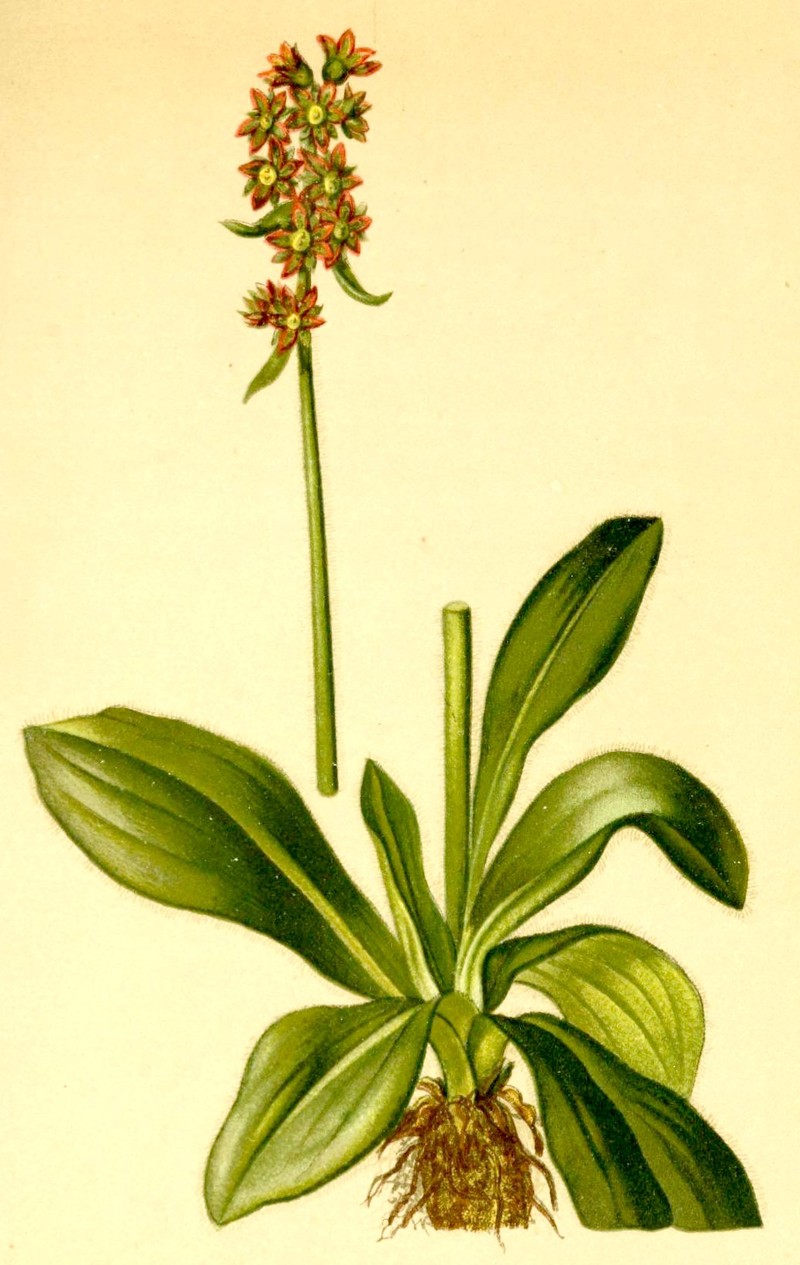 Stiffstem Saxifrage photo 5