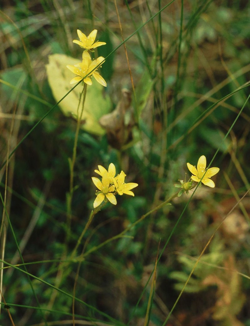 Yellow Marsh Saxifrage photo 2