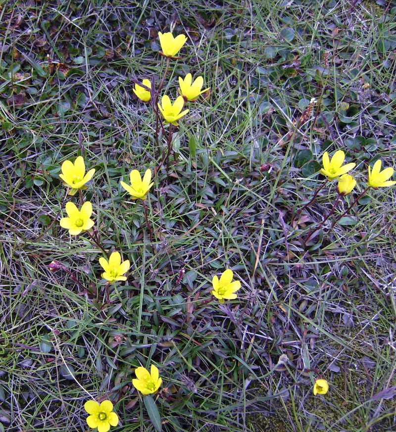 Yellow Marsh Saxifrage photo 3
