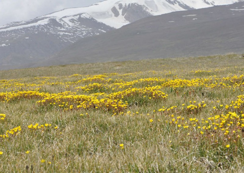 Yellow Marsh Saxifrage photo 4