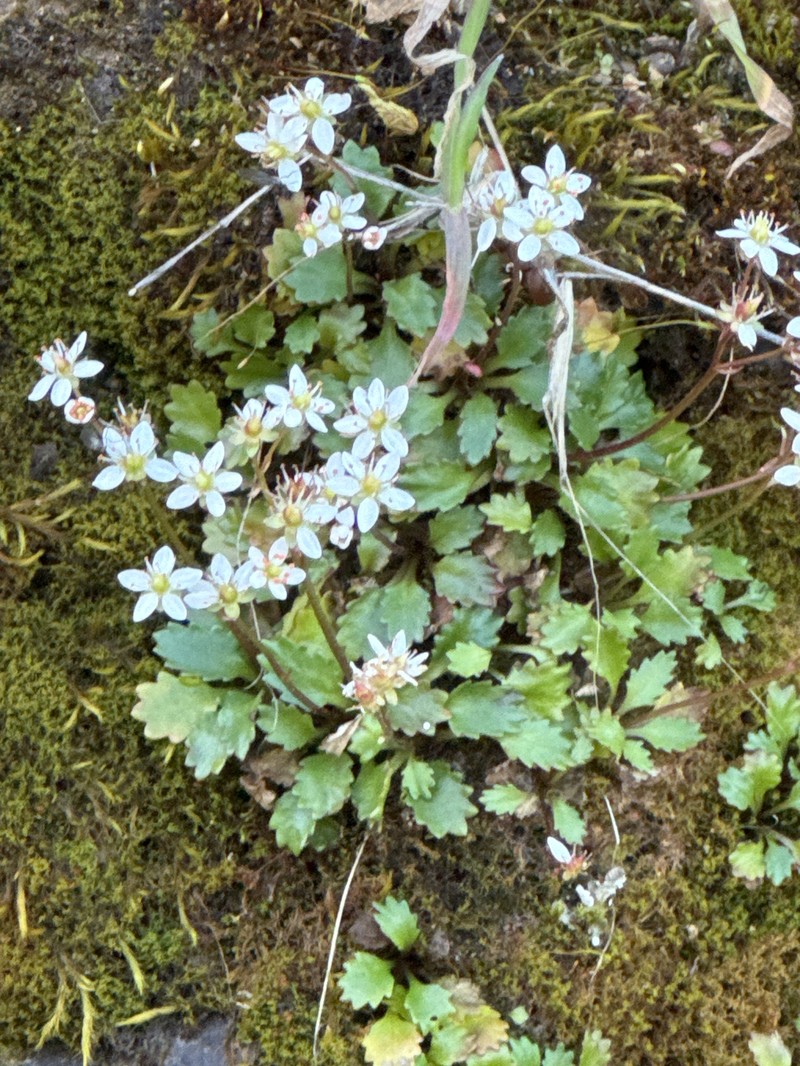 Howell's Saxifrage