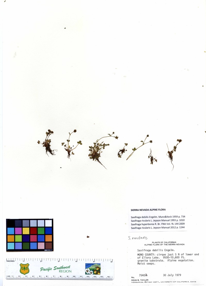 Pygmy Saxifrage photo 2