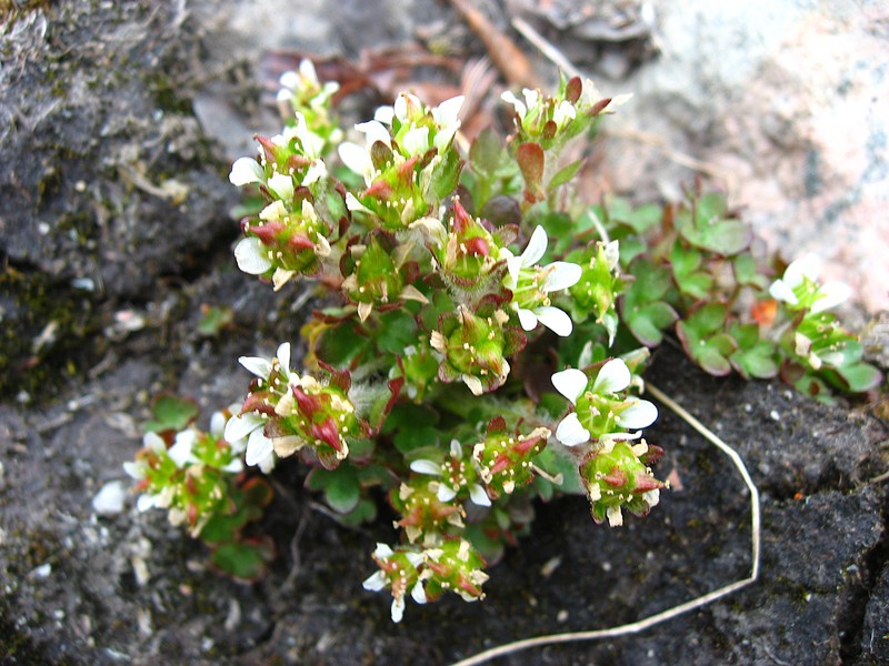 Pygmy Saxifrage photo 3