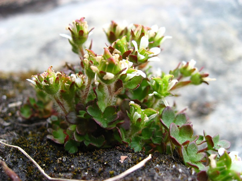 Pygmy Saxifrage
