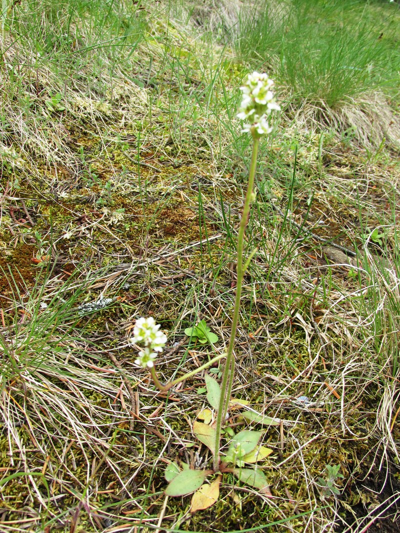 Wholeleaf Saxifrage photo 4