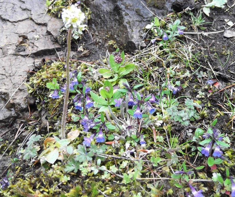 Wholeleaf Saxifrage photo 3