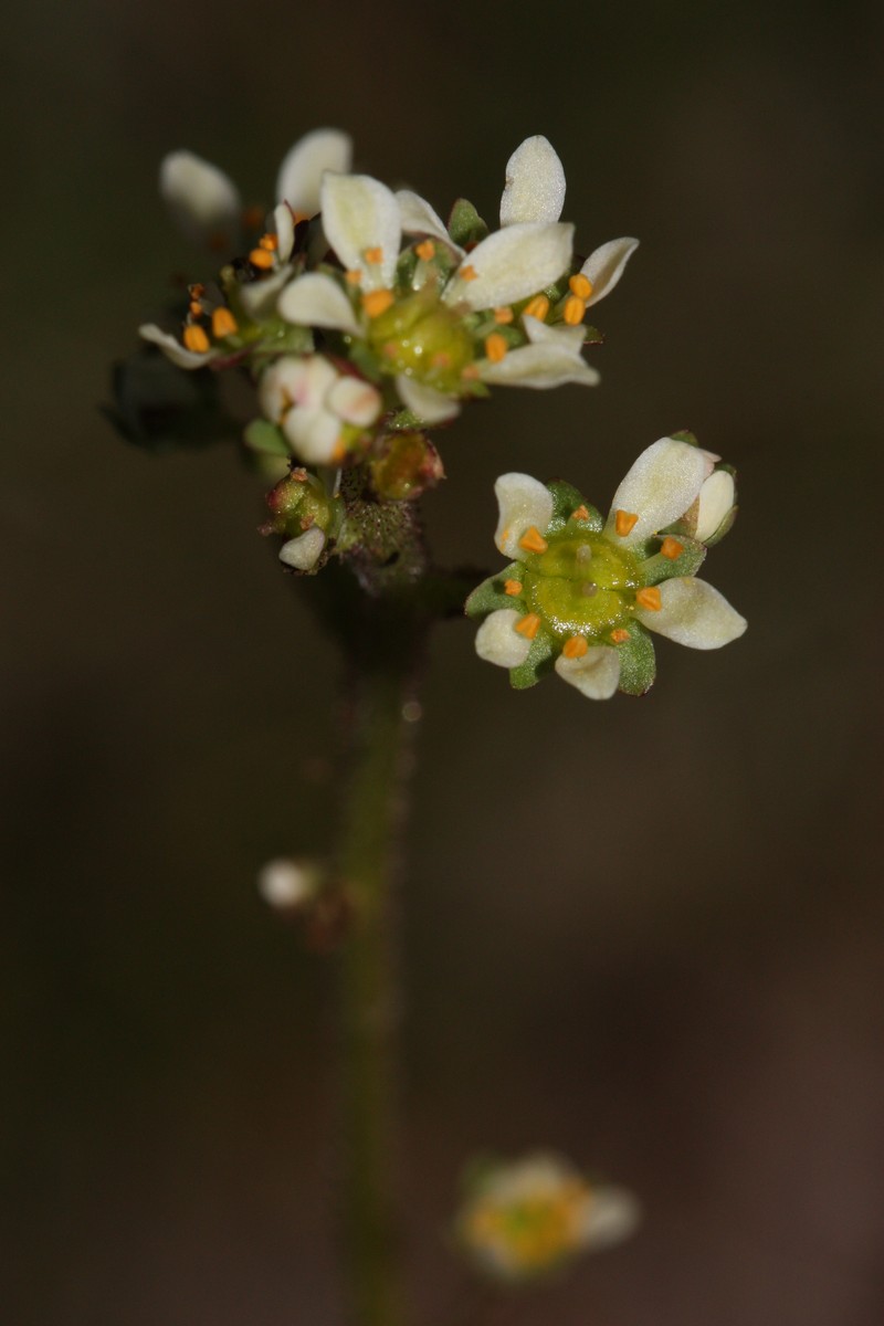 Wholeleaf Saxifrage photo 2