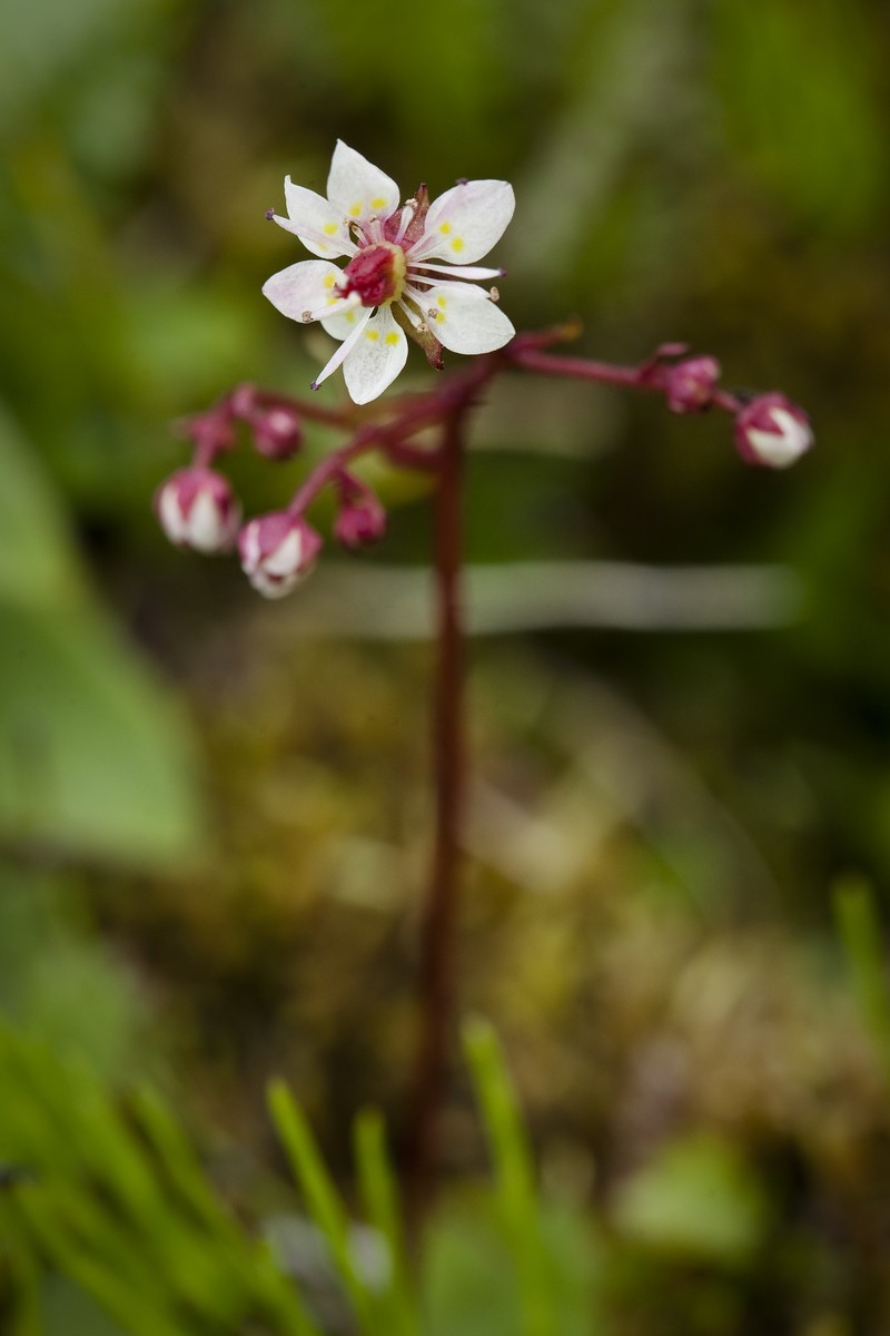 Redstem Saxifrage