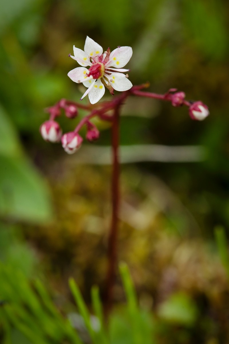 Redstem Saxifrage photo 2