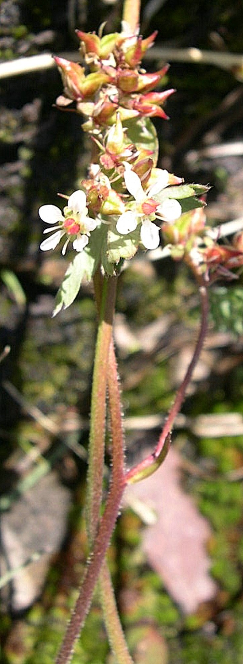 Redstem Saxifrage photo 3