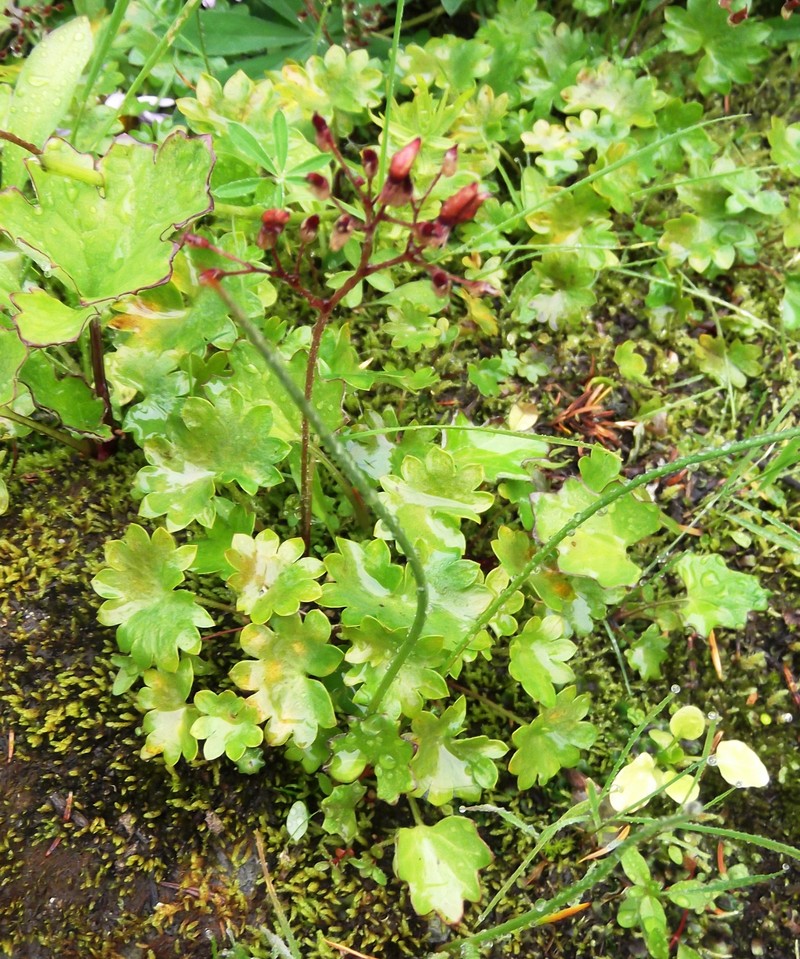 Redstem Saxifrage photo 4