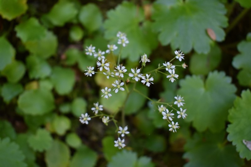 Marshall's Saxifrage