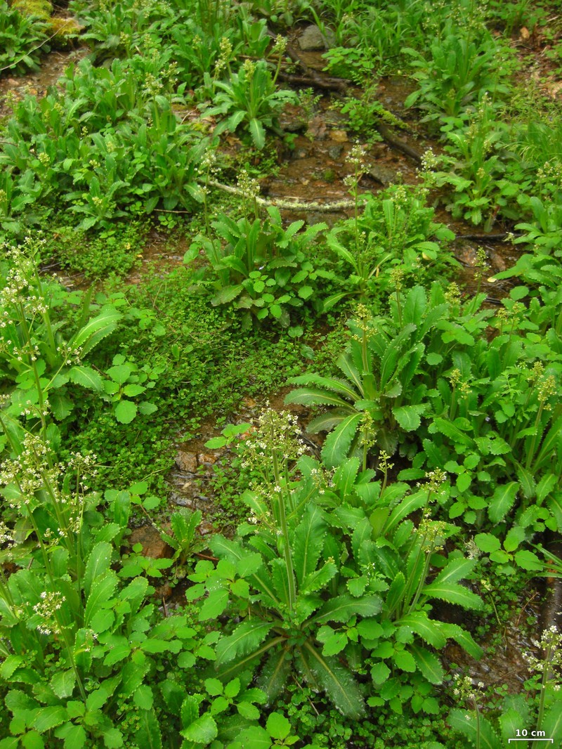 Lettuceleaf Saxifrage photo 2