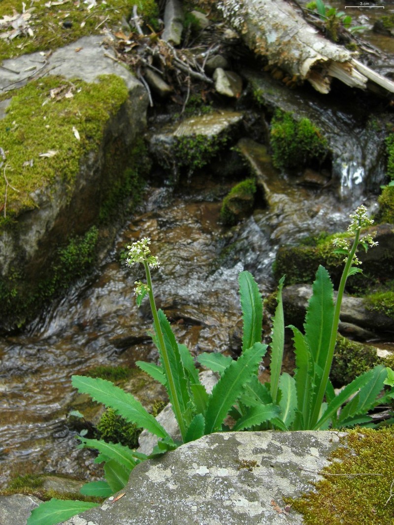 Lettuceleaf Saxifrage photo 3