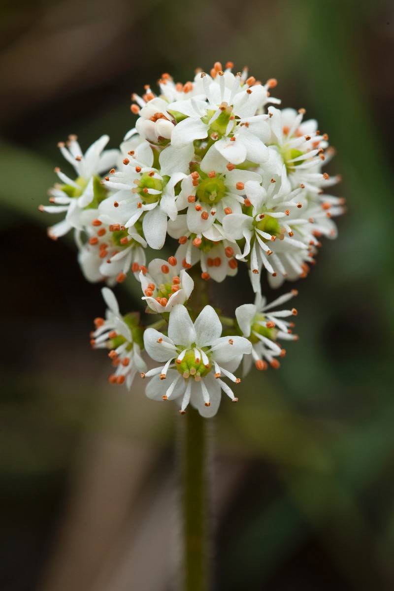 Heartleaf Saxifrage photo 5