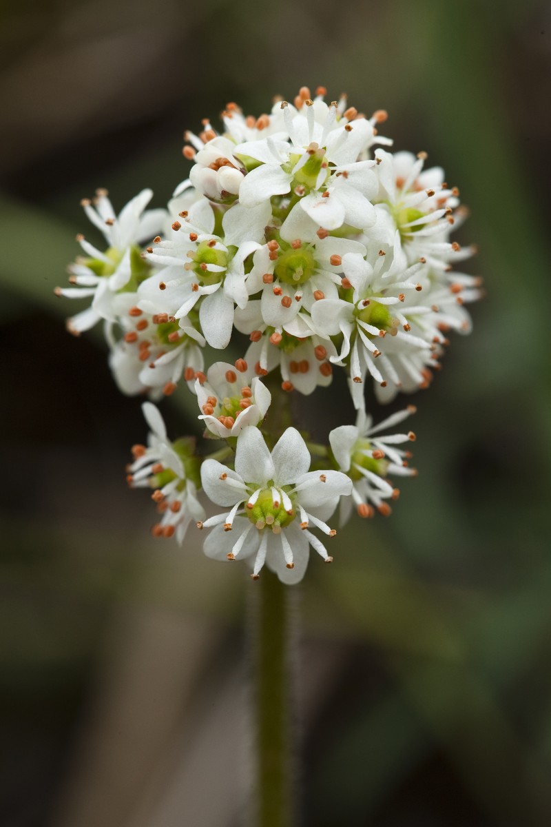 Heartleaf Saxifrage